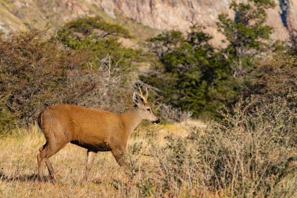 huemul