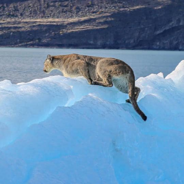  puma glaciares Ph luis alejandro Acharez