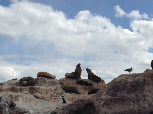 animales  lobos marinos