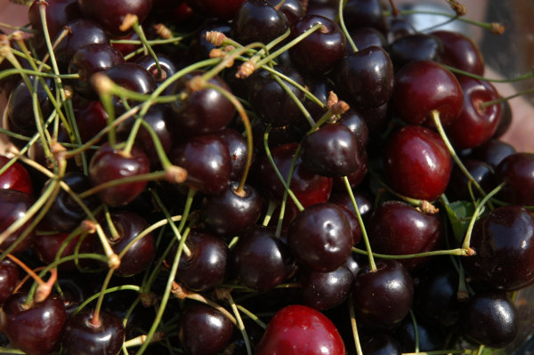 Las Cerezas estrellas de Los Antiguos