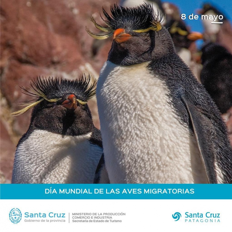 Día Mundial de las Aves Migratorias