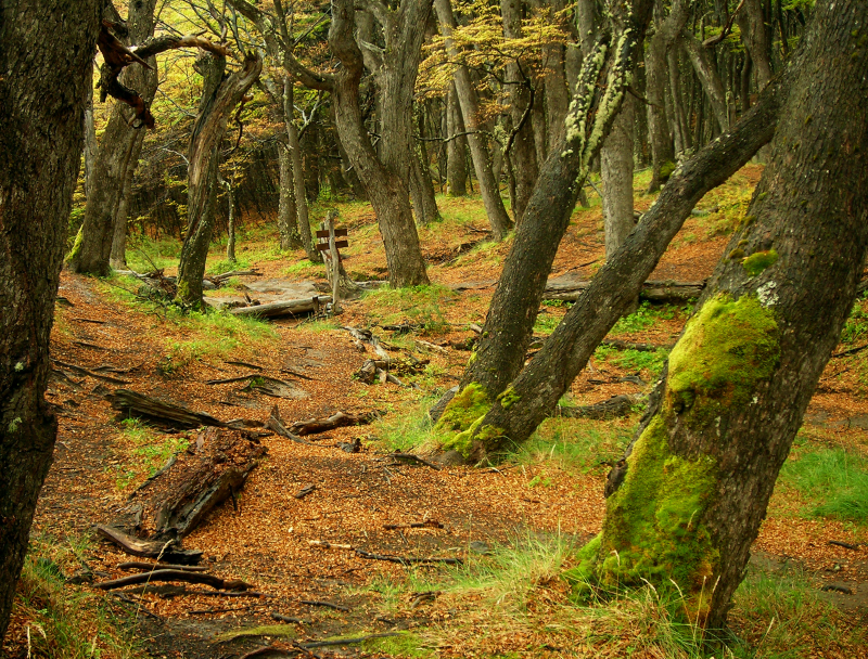 otoño en El Chalten 