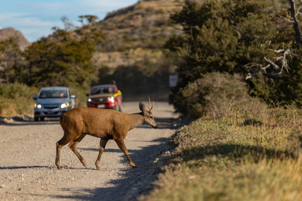 HUemul 