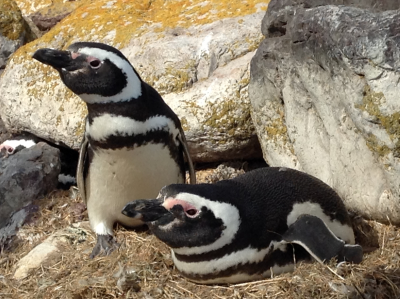 Pingüinos Magallanicos 